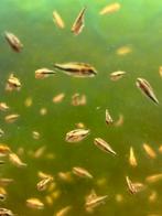 Hemichromis bimaculatus, Vis, Zoetwatervis