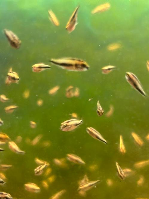 Hemichromis bimaculatus, Dieren en Toebehoren, Vissen | Aquariumvissen, Zoetwatervis, Vis