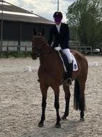 Merrie KWPN United x Gribaldi, Dieren en Toebehoren, Paarden, Merrie, Gechipt, Dressuurpaard, 11 jaar of ouder
