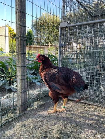 Jonge hanen Rhode Island red beschikbaar voor biedingen