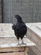 ayam cemani 2025: hanen, Dieren en Toebehoren, Kip