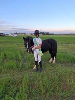 Sport C pony, Dieren en Toebehoren, Pony's, Merrie, Gechipt, 11 jaar of ouder, Recreatiepony