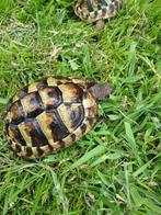 Testudo hermanni ⁷, Dieren en Toebehoren, Reptielen en Amfibieën, Schildpad, Tam, 0 tot 2 jaar