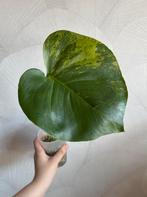 Monstera Aurea Mint Large Form, Huis en Inrichting, Kamerplanten, Ophalen of Verzenden