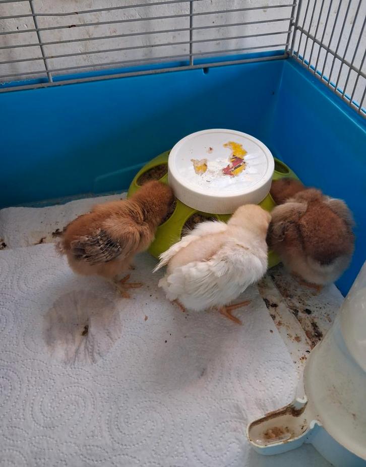 2 raskuikens + 1 kruising kuiken, Dieren en Toebehoren, Vogels | Kanaries