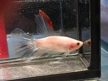 Kempvis man betta halfmoon marble beschikbaar voor biedingen
