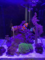 Zeewater aquarium blue marine 60 liter + kast +benodigdheden, Dieren en Toebehoren, Zo goed als nieuw, Ophalen, Leeg aquarium