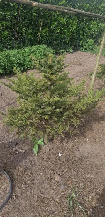 Kerstboom picea