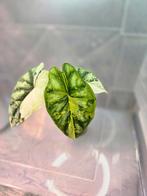 Alocasia Dragon Scale Albo Variegated, Ophalen of Verzenden