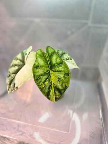 Alocasia Dragon Scale Albo Variegated  beschikbaar voor biedingen