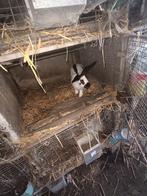 Vlinder konijn, Dieren en Toebehoren, Mannelijk, Groot, 0 tot 2 jaar