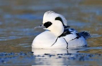 Siereenden 2025, Plusieurs animaux, Canard