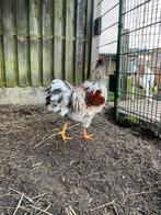 Barnevelder haan vuilwit, Dieren en Toebehoren, Pluimvee