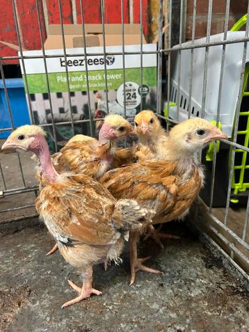 Legkip Hen Kuikens beschikbaar voor biedingen