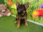 Chiots de Berger Allemand à poil long, Parvovirose, Plusieurs, Belgique, Berger