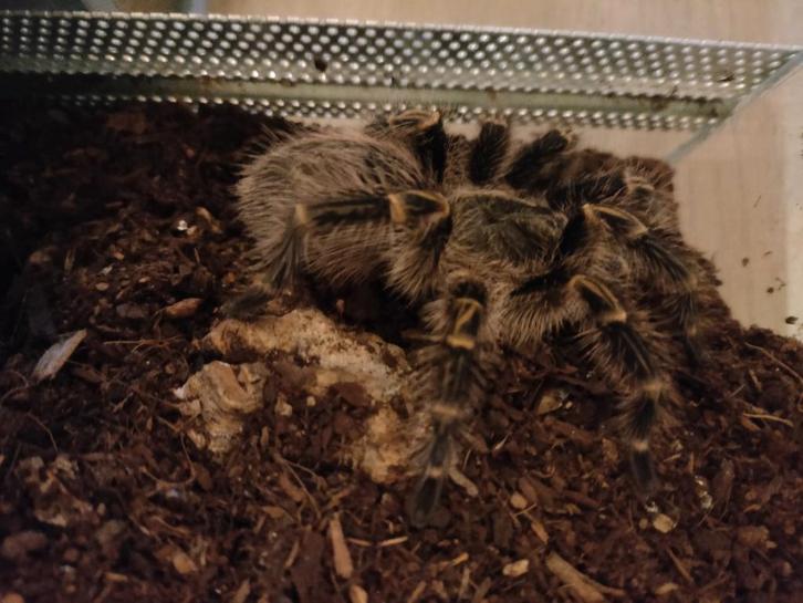 Grammostola pulchripes, verschillende tarantula's, Dieren en Toebehoren, Insecten en Spinnen, Spin of Schorpioen