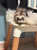 Fretje , 1 jaar oud, Dieren en Toebehoren, Overige Dieren