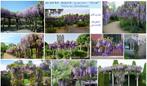 BLAUWE REGEN ("GLYCINE") 1 meter, REEDS VROEG BLOEMEN! 18€, Ophalen of Verzenden, Zomer, Vaste plant, Klimplanten