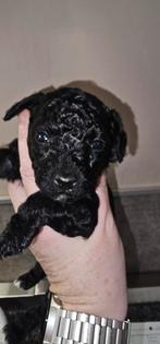 Dwerg poedel reutje uit geteste ouders., Poedel, Parvo, België, Fokker | Hobbymatig