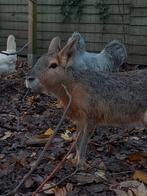 Koppel jonge mara's beschikbaar, Dieren en Toebehoren, Mei, Meerdere dieren, Overige typen