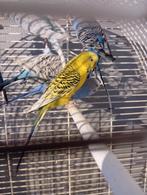 Grasparkieten, Dieren en Toebehoren, Vogels | Parkieten en Papegaaien