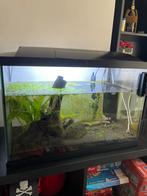 Superfish start 70 incl hardscape en dieren alles compleet, Dieren en Toebehoren, Ophalen, Zo goed als nieuw