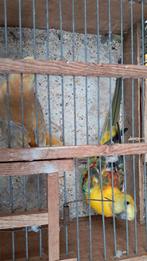 Roodruggen koppels, Dieren en Toebehoren