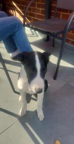 Border Collie puppy 4 maanden, Dieren en Toebehoren, Ophalen, Nieuw