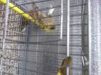 5 mannelijke kanaries, Dieren en Toebehoren, Vogels | Kanaries, Mannelijk, Kleurkanarie
