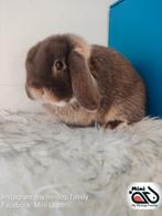 Raszuiver minilop konijn ram zoekt knuffelhuisje, Dieren en Toebehoren, Konijnen, Mannelijk, Dwerg, Hangoor, 0 tot 2 jaar