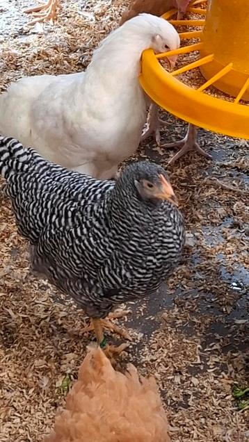 Amrock sierkippen 3,5 oud grote soort  beschikbaar voor biedingen