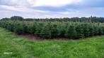 Sapins de Noël de notre propre pépinière, Jardin & Terrasse, Enlèvement ou Envoi