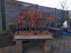 Beuken bonsai bos, Ophalen