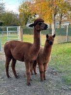 Drachtige merrie met cria hengst, Dieren en Toebehoren, Juni, Meerdere dieren