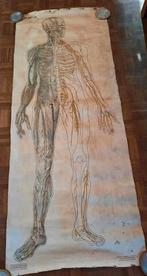 Antieke anatomische schoolplaat van de bloedvaten., Antiek en Kunst, Natuur en Biologie, Ophalen of Verzenden