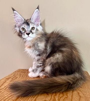 Prachtig Maine Coon meisje uit XXL Russische lijn beschikbaar voor biedingen