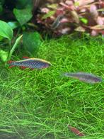 Celestichthys margaritatus - Galaxy Rasbora - 2 euro, Dieren en Toebehoren, Vissen | Aquariumvissen, Vis, Zoetwatervis