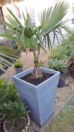 palmboom trachycarpus fortunei, Tuin en Terras, Planten | Bomen, Ophalen, In pot, Palmboom