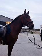 Paard te koop, Dieren en Toebehoren, Paarden en Pony's | Verzorgingsproducten, Ophalen