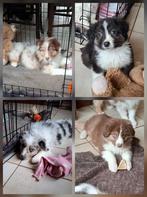Lieve Australische herder pups op boerderij ouders aanwezig, Dieren en Toebehoren, België, Reu, CDV (hondenziekte), 8 tot 15 weken