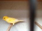 Gele kanarie koppeltjes, Dieren en Toebehoren, Vogels | Kanaries, Zangkanarie