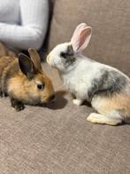 Konijnen & hok te koop, Femelle, Nain, 0 à 2 ans