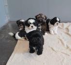 shih tzu pups, Dieren en Toebehoren, Honden | Chihuahua's en Gezelschapshonden, België, Overige rassen, CDV (hondenziekte), 8 tot 15 weken