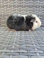 Nederland! Jong cavia beertje, Dieren en Toebehoren, Knaagdieren, Mannelijk, Cavia, Tam