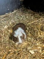 Cavias, Dieren en Toebehoren, Knaagdieren, Augustus, Cavia