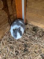 Twee raszuivere bonte kleurdwerg nijntjes, Petit