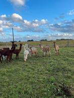 Drachtige alpaca merries, Dieren en Toebehoren, Schapen, Geiten en Varkens