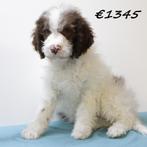 Lagotto Romagnolo pups te koop, Dieren en Toebehoren, 15 weken tot 1 jaar, Buitenland, CDV (hondenziekte), Meerdere