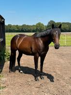 Knappe 8 jarige merrie, Dieren en Toebehoren, Paarden, Merrie, Gechipt, 7 tot 10 jaar, 160 tot 165 cm