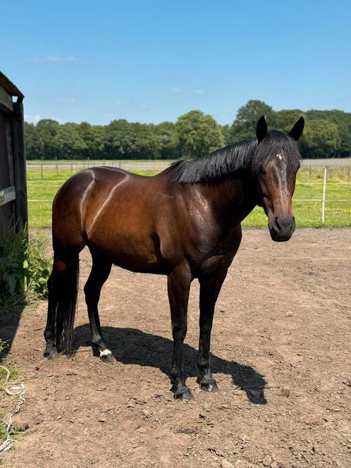 Knappe 8 jarige merrie, Dieren en Toebehoren, Paarden, Merrie, 160 tot 165 cm, 7 tot 10 jaar, Recreatiepaard, Met stamboom, Gechipt